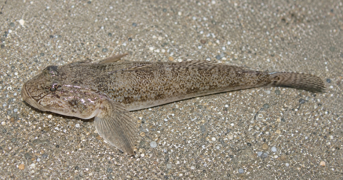 釣り人にしか食べられない魚がいる｜スーパーでは買えない5種の話