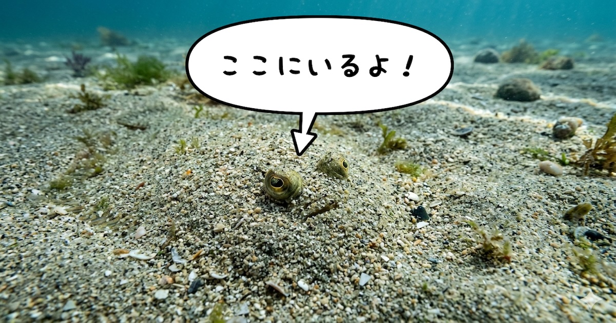 砂底の魚はなぜ白身が多いのか｜キス・カレイ・マゴチで釣り方が違う理由
