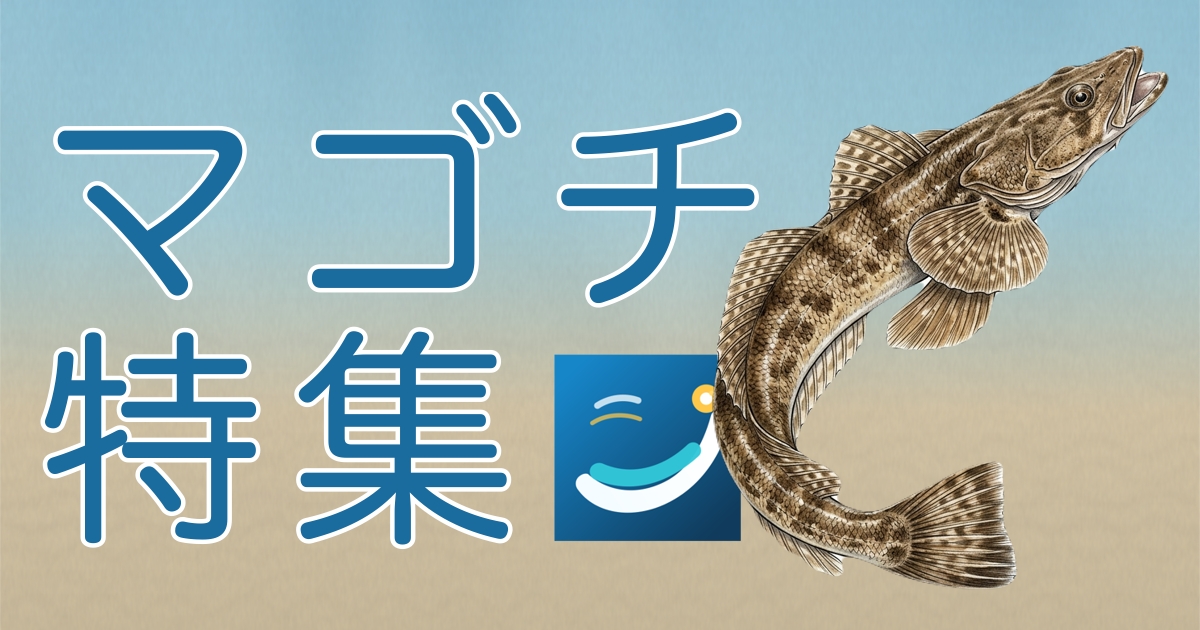 マゴチ特集