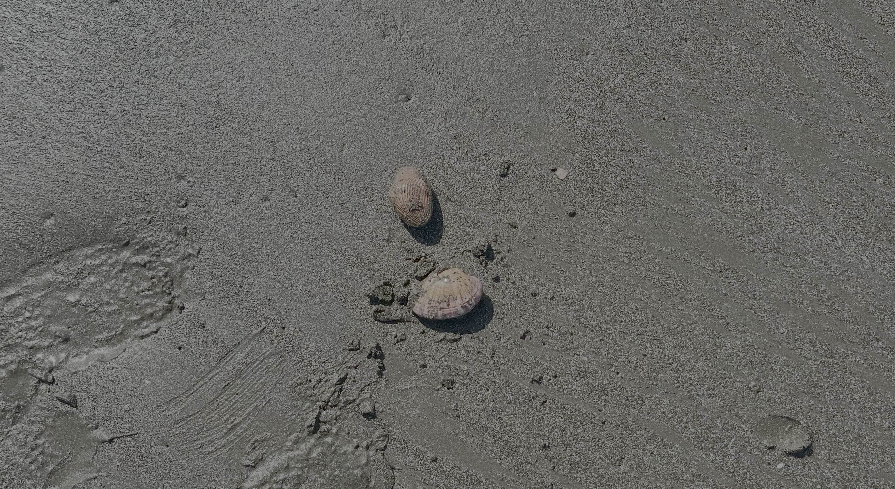 生きた貝