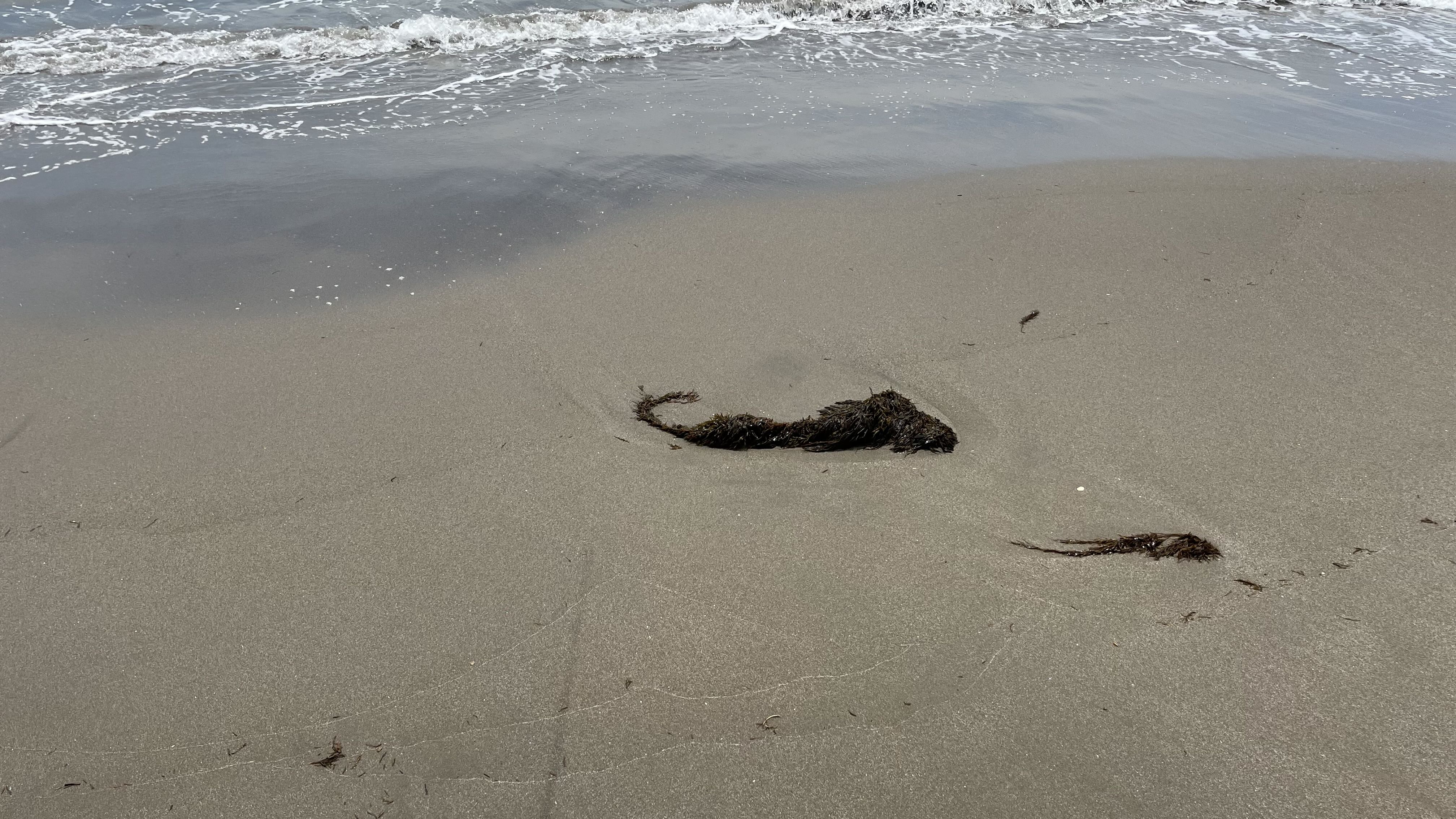 海藻