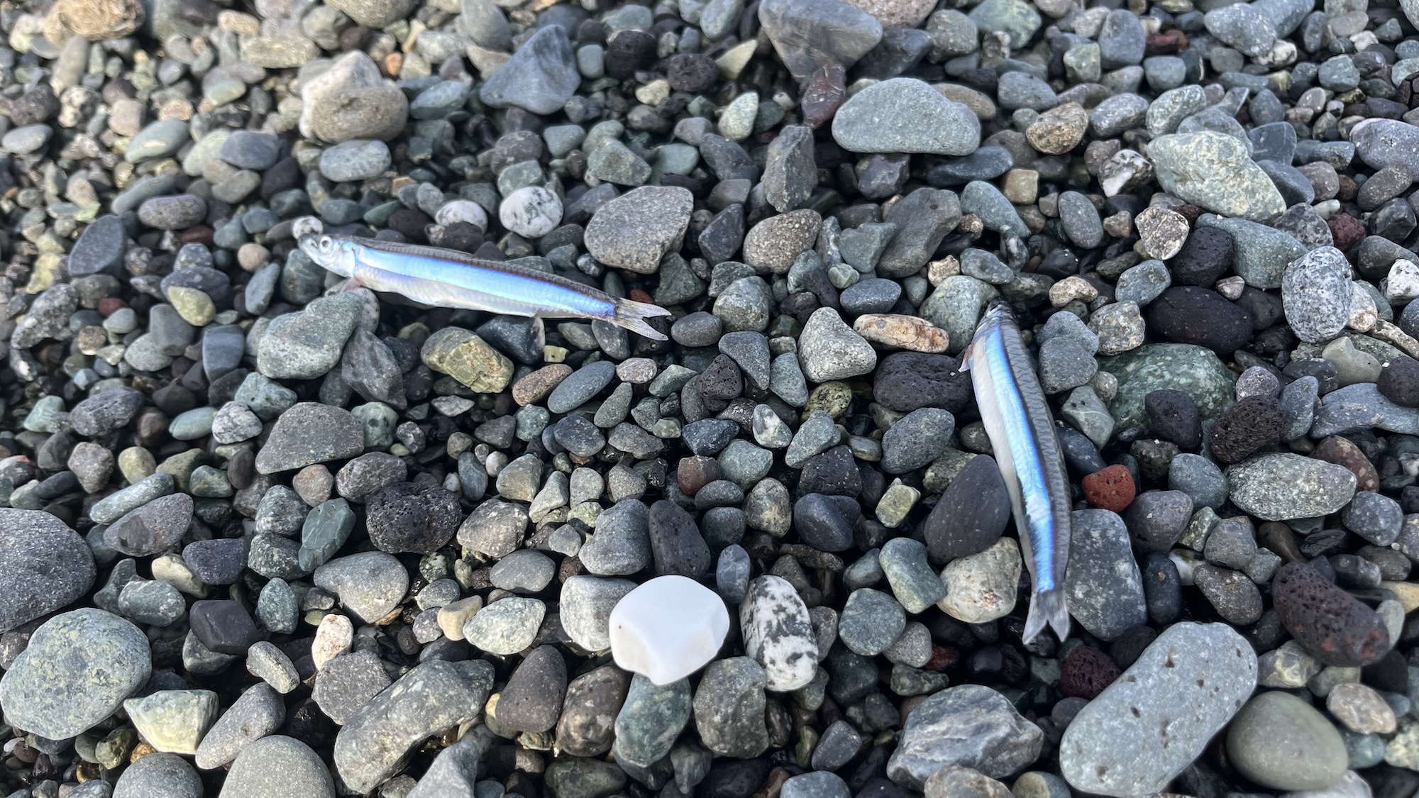 小魚