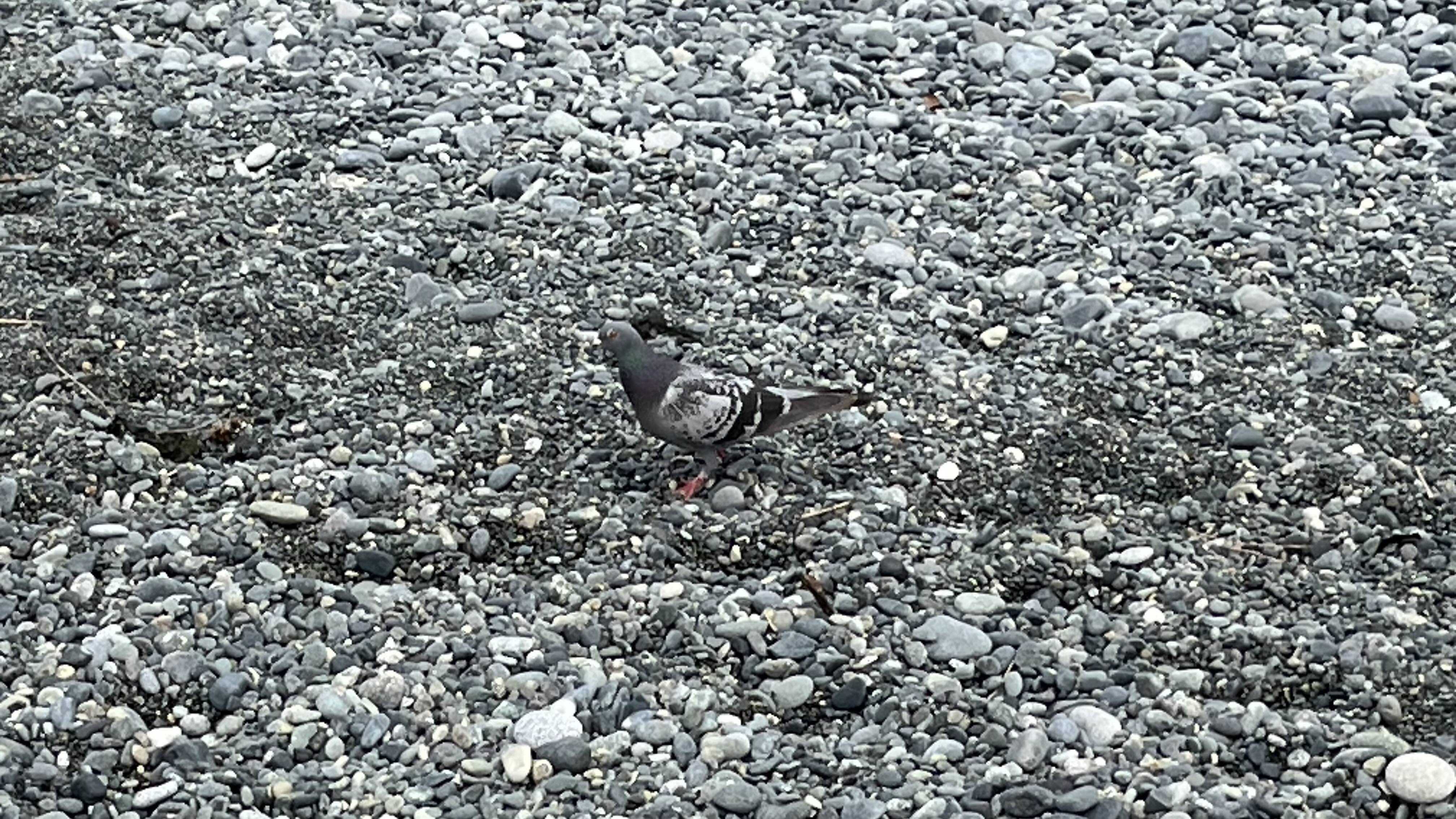ハト
