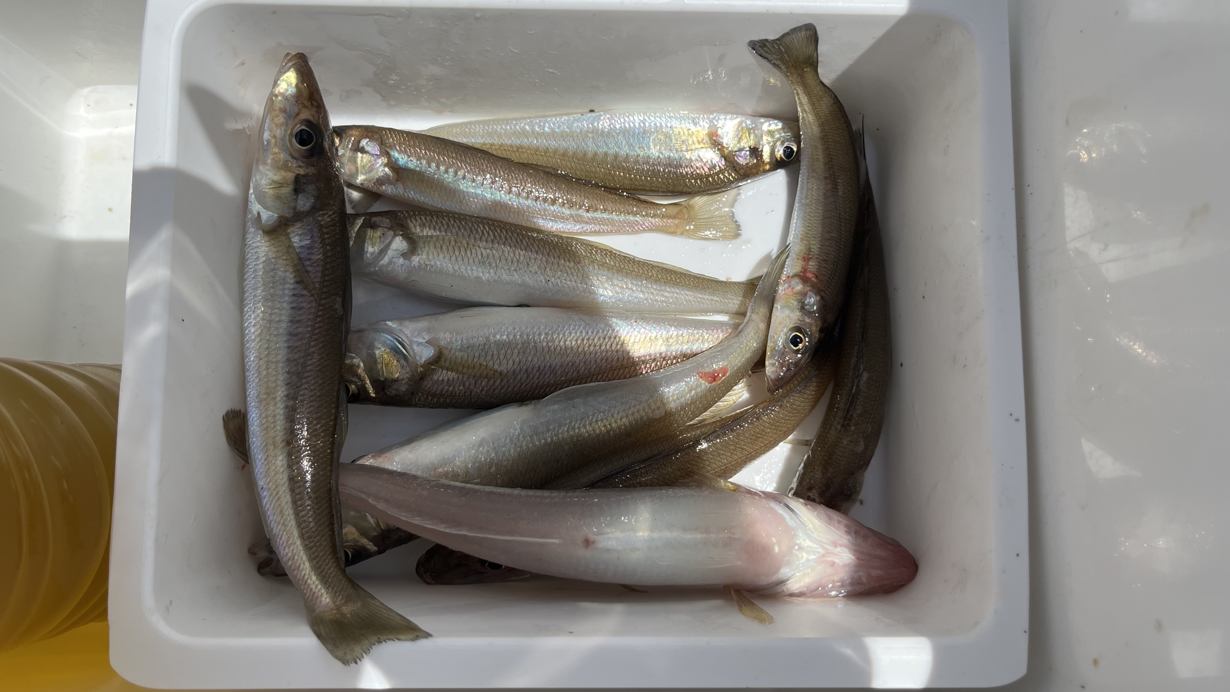 キス10