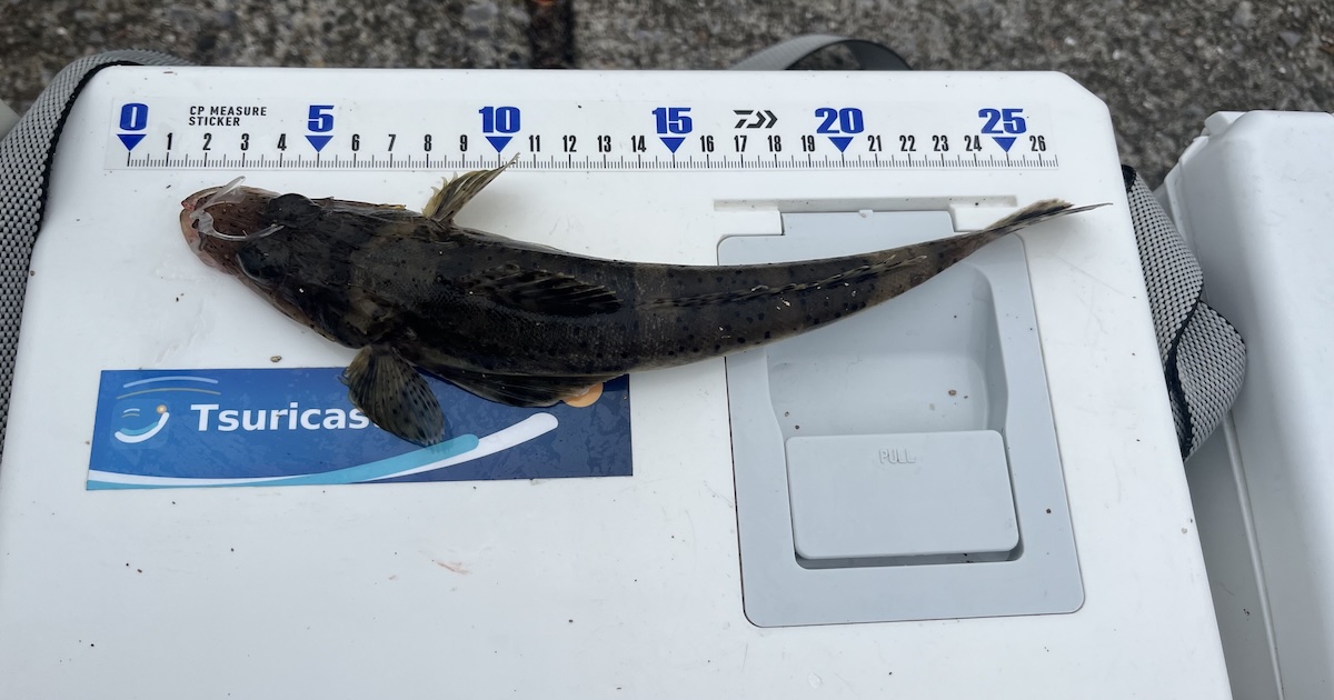【東扇島西公園・投げ釣りレポート】マゴチ初キャッチ！ なのにキスボウズという釈然としない釣行