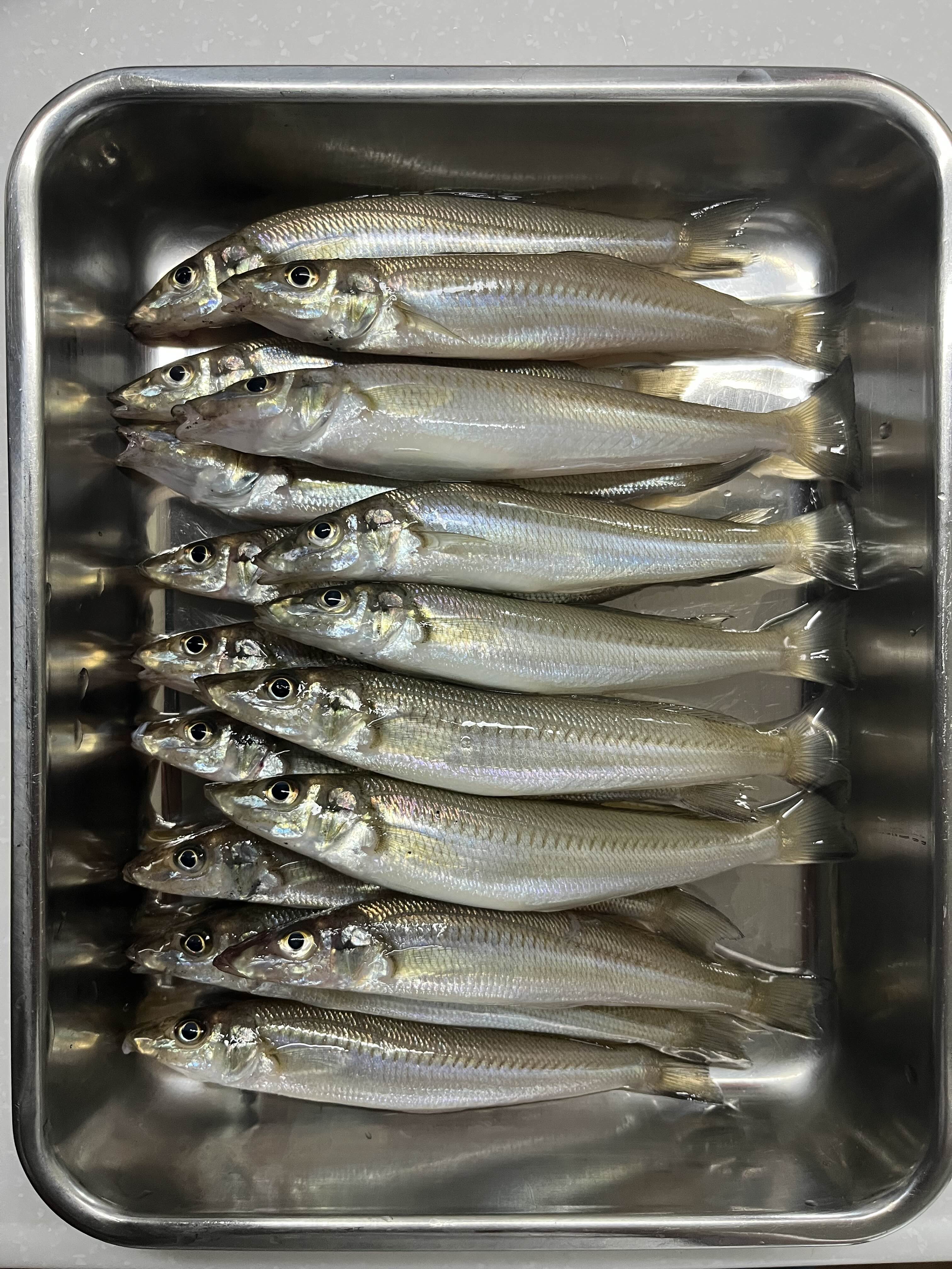 釣果
