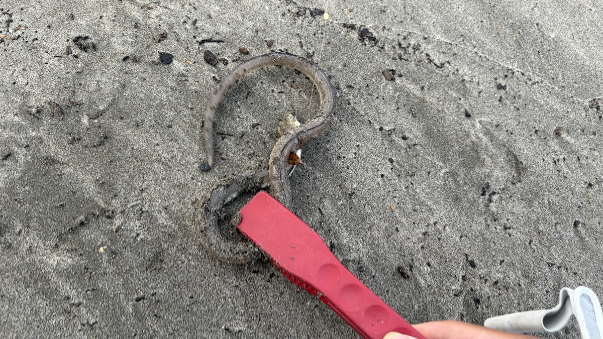 ダイナンウミヘビ