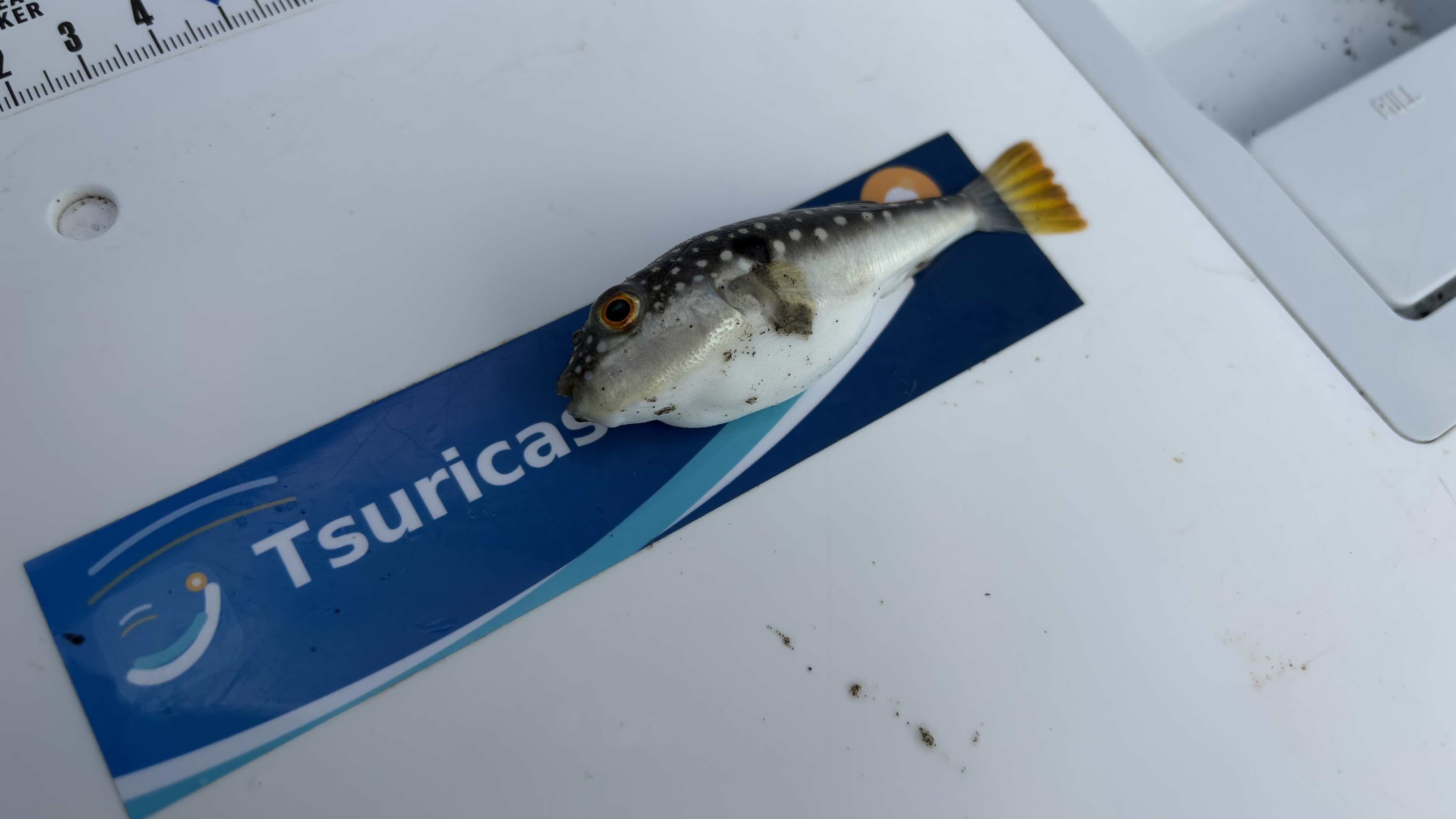 フグ