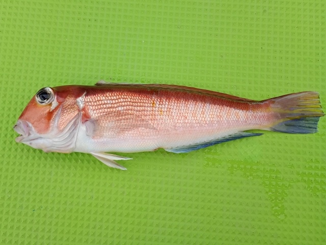 アマダイ