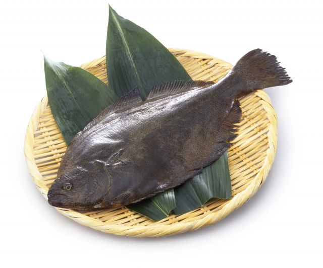 ヒラメ