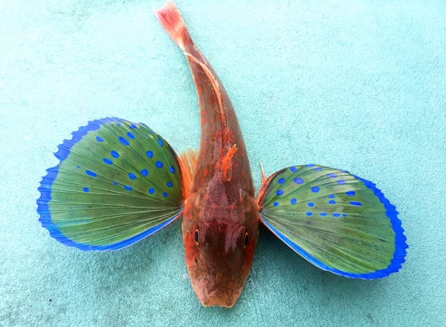 ホウボウ