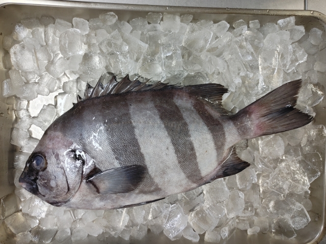 イシダイ