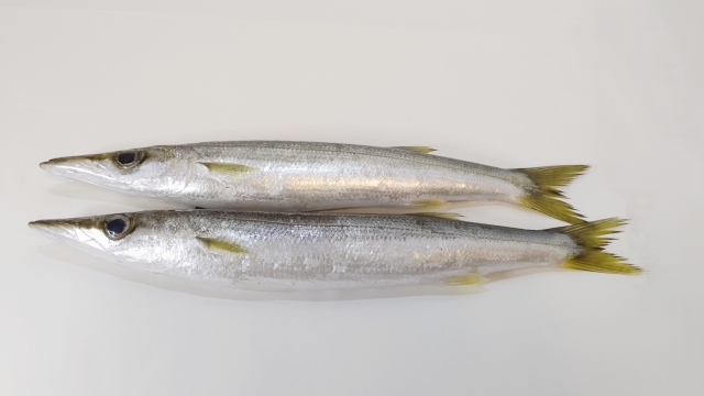 カマス