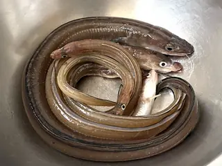 アナゴ