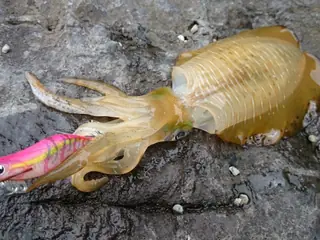 アオリイカ
