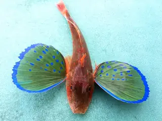 ホウボウ