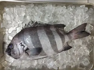 イシダイ