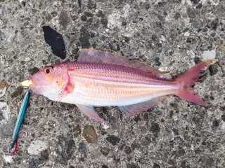 イトヨリダイ