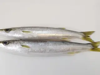 カマス