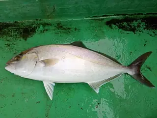 カンパチ