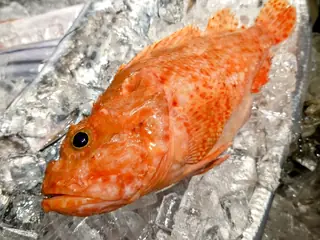 カサゴ