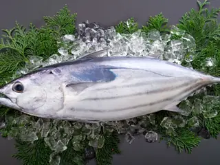 カツオ