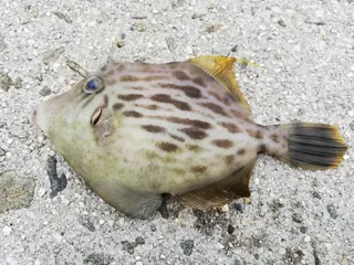 カワハギ