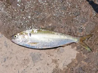 コノシロ