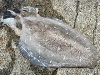 コウイカ
