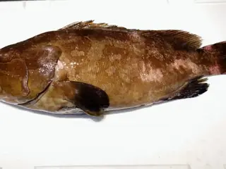 クエ