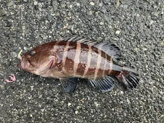 マハタ