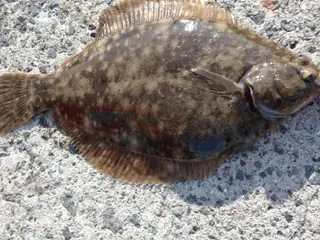 マコガレイ