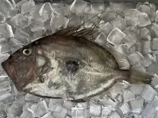 マトウダイ
