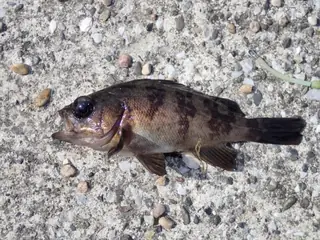 メバル
