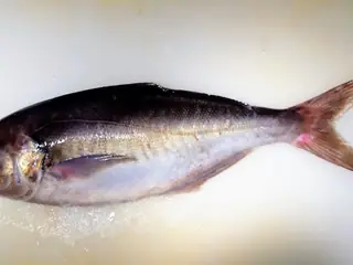 メダイ