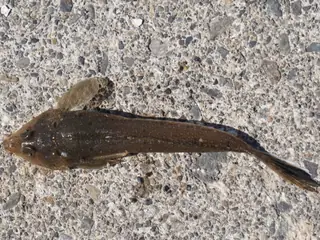 メゴチ