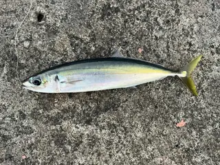 ムロアジ