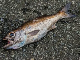 ムツ