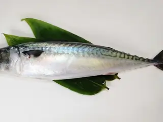 サバ