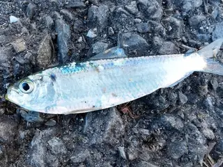 サッパ