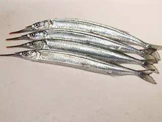 サヨリ