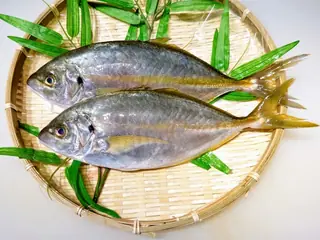 シマアジ