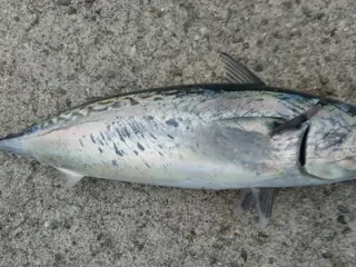 ソウダガツオ