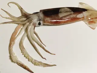 スルメイカ