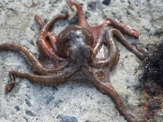 タコ