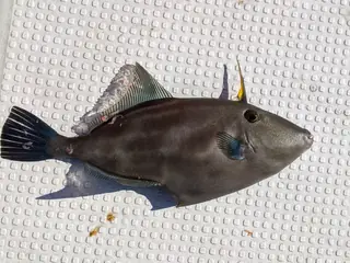 ウマヅラハギ