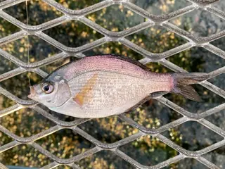 ウミタナゴ