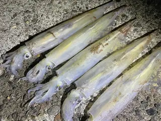 ヤリイカ