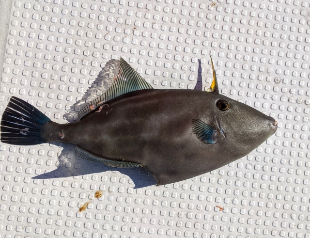 ウマヅラハギ